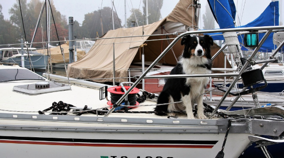 dogs-on-main-stroll-east-greenwich-ri